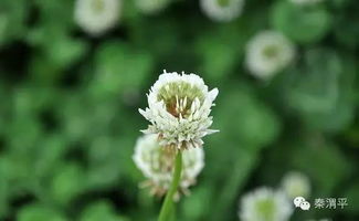 春分關(guān)于花的詩(shī)句