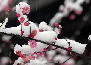 古詩(shī),詩(shī)句,梅花,描寫(xiě)