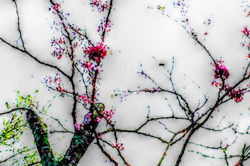 連續兩句有關(guān)花的古詩(shī)句