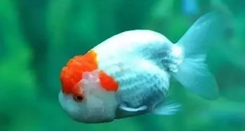 關(guān)于魚(yú)在水里游的詩(shī)句
