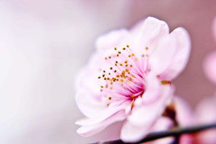 關(guān)于花的勵志古詩(shī)句