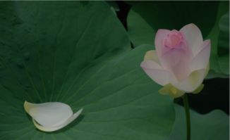 關(guān)于贊美綠色的詩(shī)句