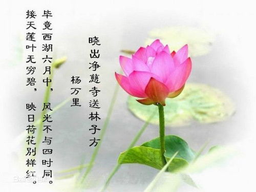 兩句關(guān)于荷花的詞語(yǔ)詩(shī)句