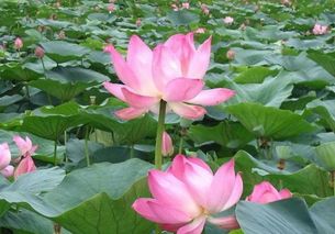 小學(xué)三級用關(guān)于贊美荷花的詩(shī)句