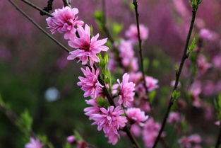 詩(shī)句,桃花