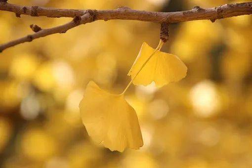 秋日景色詩(shī)句古詩(shī)詞,秋日冬日詩(shī)句古詩(shī)詞,描寫(xiě)秋日暖陽(yáng)的詩(shī)句古詩(shī)詞