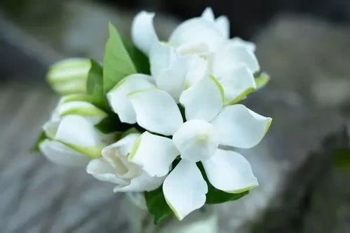 詩(shī)句中有梔子花的古詩(shī)詞