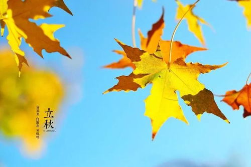 關(guān)于樹(shù)葉美的詩(shī)句