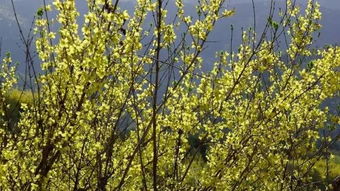 關(guān)于黃花節的詩(shī)句