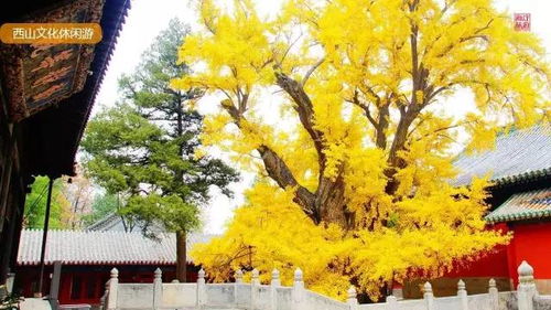 詩(shī)句,紅葉