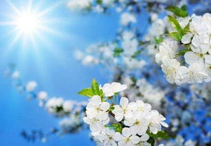 關(guān)于梨子花的詩(shī)句