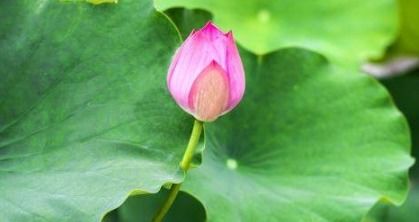 楊萬(wàn)里古詩(shī)菊花詩(shī)句