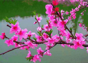 詩(shī)句,桃花