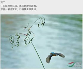 花鳥(niǎo),詩(shī)句