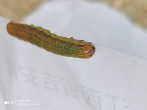 關(guān)于黏蟲(chóng)大發(fā)生的詩(shī)句
