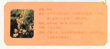 觀(guān)察事物作文的開(kāi)頭怎么