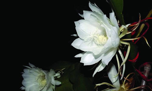 曇花作文的開(kāi)頭