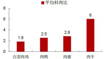 中國(guó)肉雞行業(yè)投資分析報(bào)告怎么寫(公司月度財(cái)務(wù)分析報(bào)告怎么寫)
