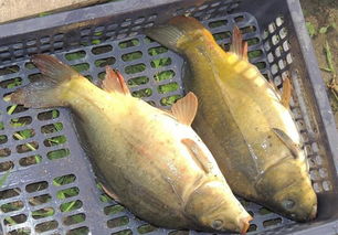 冷水魚(yú)的養殖方法(冷水魚(yú)的養殖技術(shù))