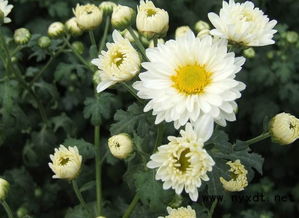 菊花作文開(kāi)頭排比