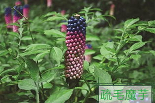 我的發(fā)現(xiàn)一植物作文開(kāi)頭結(jié)尾