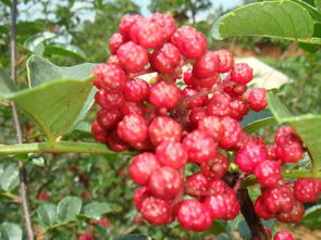 創(chuàng  )業(yè)：花椒種植項目(種植創(chuàng  )業(yè)項目)