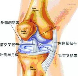 登山如何保護膝關(guān)節？(登山如何保護膝關(guān)節)