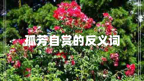 孤芳自賞的反義詞