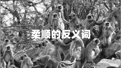 柔順的反義詞