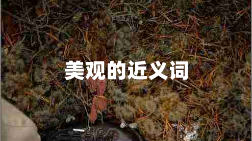 美觀的近義詞