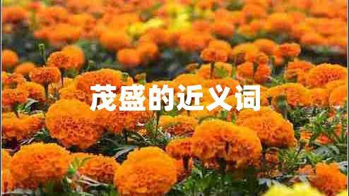 茂盛的近義詞
