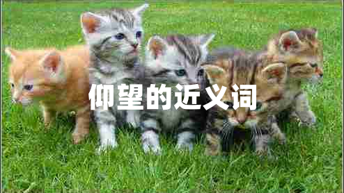 仰望的近義詞