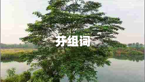 芬組詞