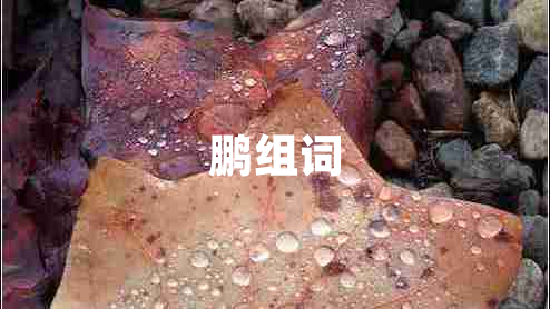 鵬組詞
