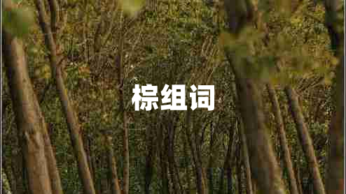 棕組詞