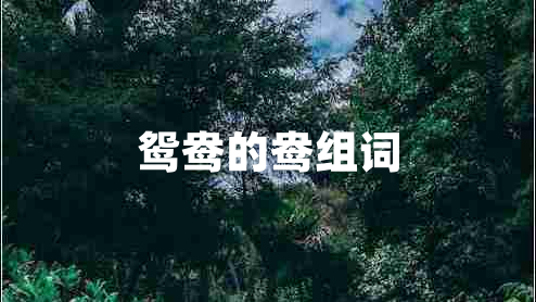 鴛鴦的鴦組詞