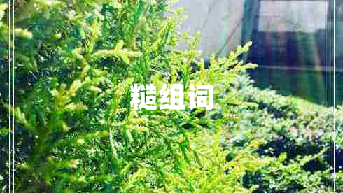 糙組詞