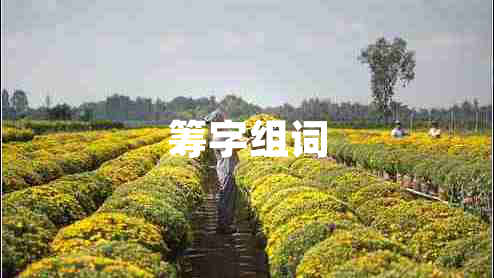 籌字組詞