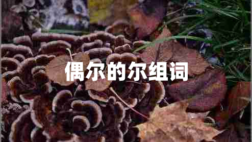 偶爾的爾組詞