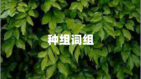 種組詞組