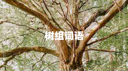 樹(shù)組詞語(yǔ)