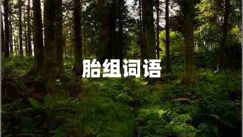 胎組詞語(yǔ)