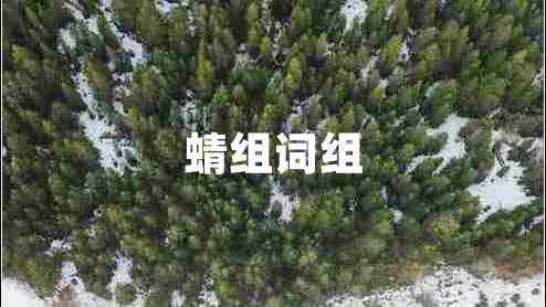 蜻組詞組