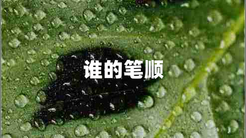 誰(shuí)的筆順
