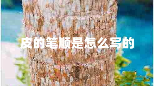 皮的筆順是怎么寫(xiě)的