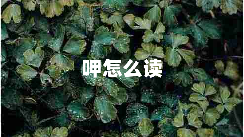 呷怎么讀