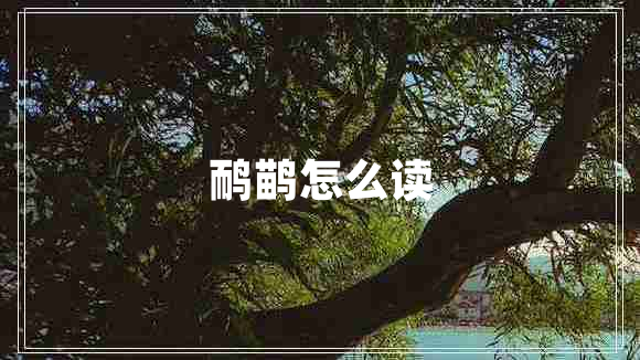鴯鹋怎么讀