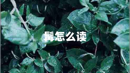 髯怎么讀