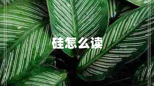 硅怎么讀