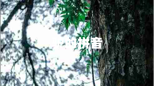 驢的拼音